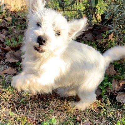 Twiz Profile