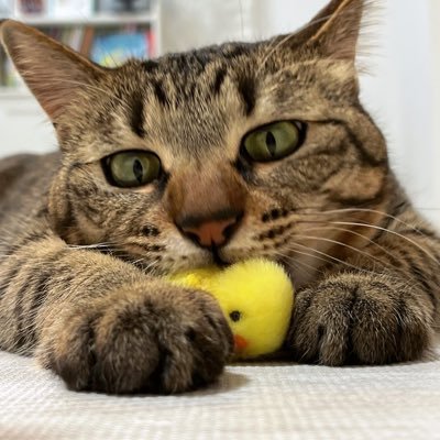 ARDAMA's profile picture. AIプログラミングスクール制作 | 自然言語プログラミング・AIエージェント研究者｜生成AI受託開発｜AI知県民｜モノづくりが好き AI知県民として最先端技術を学び、AIの教育と応用に取り組む。 1児の父。 #AI教育 #自然言語プログラミング #AIエージェント #テクノロジー #子育て