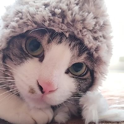 ホッコリにゃんことお酒に癒やされる毎日w
基本DMはしません。怪しいフォロー等は即ブロックします。