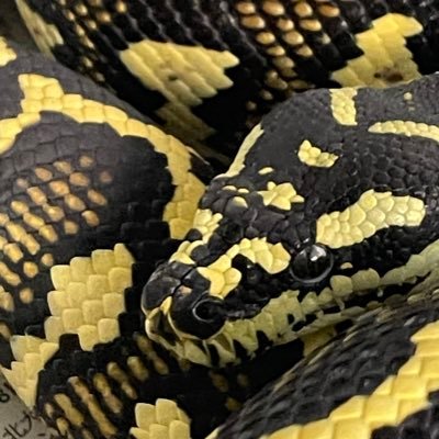 北海道札幌市清田区にある爬虫類ショップLAB-K.neoのアドバイザーをやっております🦎お気軽にフォローしてください🐢