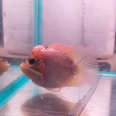 pisangbalap88's profile picture. Secret