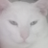 CEEVAAZ's profile image