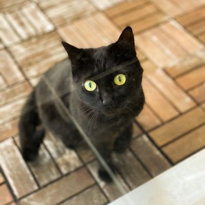 kinokinokinoex's profile picture. botter