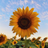 mellow73_blog's profile image