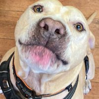 Zion ๐ถ๐พ (@zionwoofs) 's Twitter Profile Photo Zion ๐ถ๐พ (@zionwoofs) 's Twitter Profile Photo