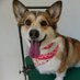 コーギー • あずき で どうでしょう (@azukidedoudesyo) Twitter profile photo