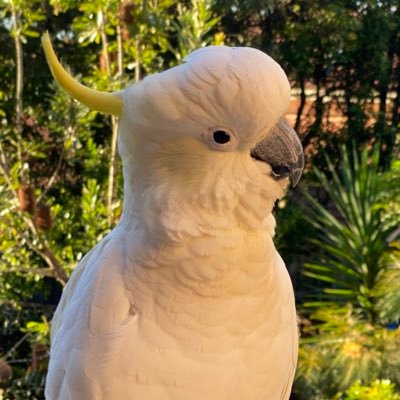 lone_birb's profile picture. 