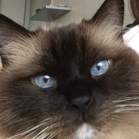 🇫🇷🇫🇷Aquarelle 29 (@guyleo29) 's Twitter Profile