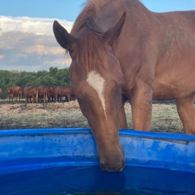 CalvetteJavier's profile picture. Papá y esposo feliz !!!