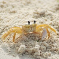 Ghost Crab 🫧(@drinkmoregravy) 's Twitter Profile Photo