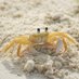 Ghost Crab 🫧 (@drinkmoregravy) Twitter profile photo Ghost Crab 🫧 (@drinkmoregravy) Twitter profile photo