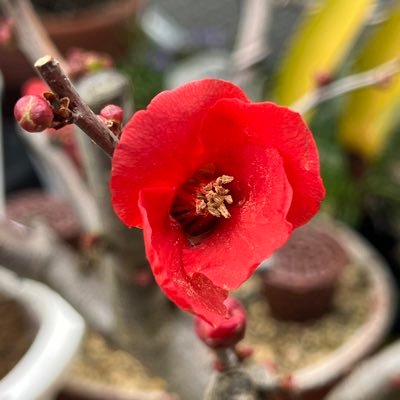 千葉市都市緑化植物園で活動している盆栽大好きなおじさま達の集まりです。少数ではありますが、女性もいます。 高齢化で若い会員大募集中です♪ 千葉市在住でなくてもＯＫです！遊びに来て下さい(^^)