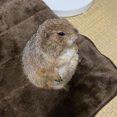 ginevra_rollo's profile picture. really good at assembling cheese platters (she/her)