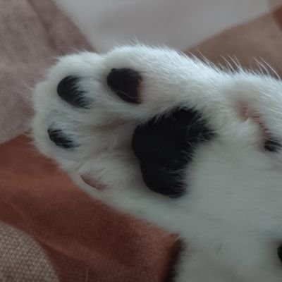 푸딩さんのプロフィール画像