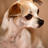 chylde's profile image