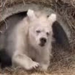 非力ですが日本を愛する心は誰にも負けないと自負してます🥳動物(特に猫)が大好きです
　　　　　　　　　　　　　　　　　　　　　　　　　　　　　　　　　　DMはしません🍙