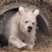 しろくま (@wcjjjof8hktalgb) 's Twitter Profile