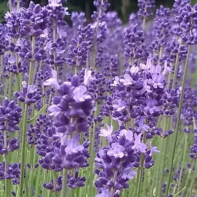 lavendersk36071's profile picture. 