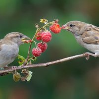 Laila Batool (@lailab637) 's Twitter Profile