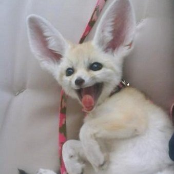 Another doofus on Twitter|Fennec fox enjoyer|Born to