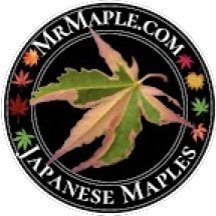 At https://t.co/KlqOiN59r9 we are passionate about Japanese maples! You can support our channel by shopping https://t.co/KlqOiN59r9 The best information source for Japanese maples