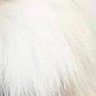 Grisi_shelo's profile picture. 