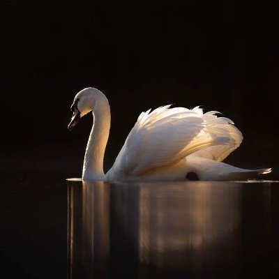 grandcygne's profile picture. Conseil d'entreprises - Agriculture & machinisme agricole - Économie - Culture.  #avecleprésident