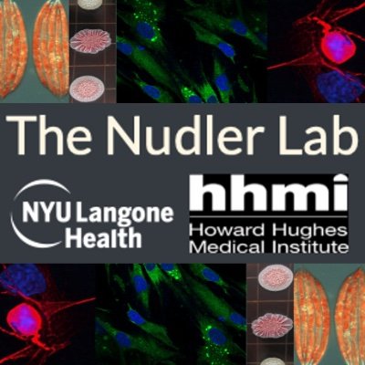 Nudler Lab News