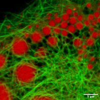MarkChristian_Lab (@markchrist_lab) 's Twitter Profile