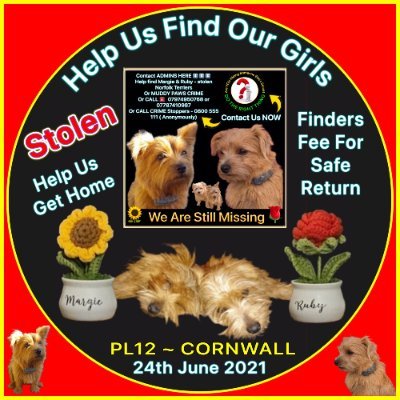 Help to find our two gorgeous girls, Norfolk terriers, Margie and Ruby, stolen from our farm at PL12, Cornwall, UK on 24.06.21. Contact 07974 950768 DM/PM on FB