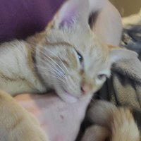 shenso (@shenso2000) 's Twitter Profile