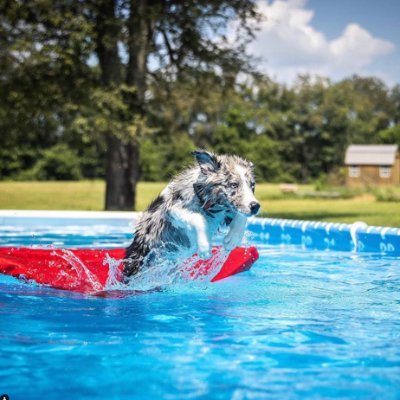 lazydogloungers's profile picture. The only high quality, puncture resistant & semi-submersible dog raft/float.  Made in the USA & crafted for easy on/off so your pups can enjoy the water.