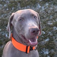 steve Wilkinson (@stephen85191189) 's Twitter Profile
