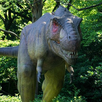 Dino Don Inc. tours the largest dinosaur exhibitions. We are now custom building dinosaurs for museums, zoos, botanical gardens, and amusement parks.