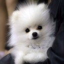 Annika Andersen - @annikaym95 - Twitter