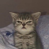 RD.fuel (@retrodegen) 's Twitter Profile