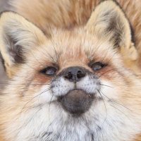 wixies^w^ (@wixie632) 's Twitter Profile Photo wixies^w^ (@wixie632) 's Twitter Profile Photo