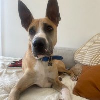 ian (@galdytron) 's Twitter Profile