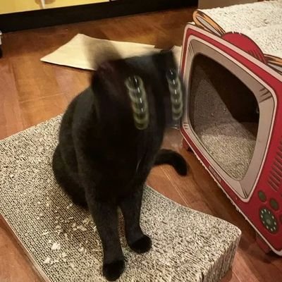 HarmonyShhh's profile picture. Any pronouns |
21 |
alt account for NSFW and more personal interests