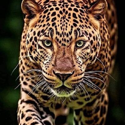 Engnr_yousafzai's profile picture. M💍 🇵🇰 wanderlust 🚲⚾🍫☕ 😍 visits: 🇦🇪🇸🇦🇴🇲🇶🇦🇹🇷 🇬🇪🇬🇧🇺🇬🇵🇾📍🇩🇪 next destination 🇺🇸