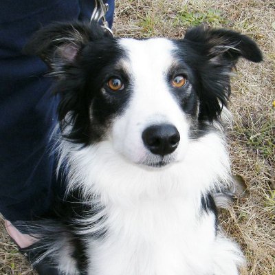 BorderCollieGuy 🐾 Profile