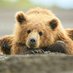 Sare Bear (@sarahwino) Twitter profile photo Sare Bear (@sarahwino) Twitter profile photo