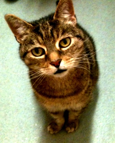 Brixtonite's profile picture. 