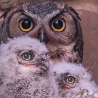 wildflowerowls Profile Picture