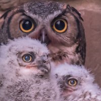 Wildflower Center Great Horned Owl Cam(@wildflowerowls) 's Twitter Profile Photo