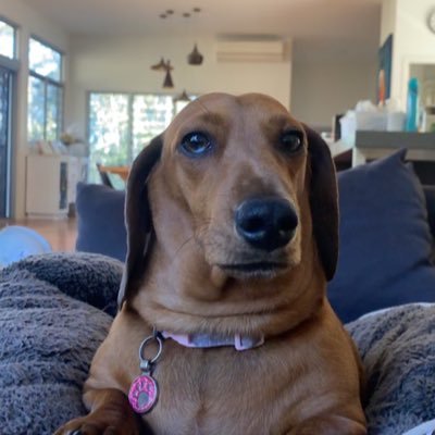 Chickh4wk's profile picture. 