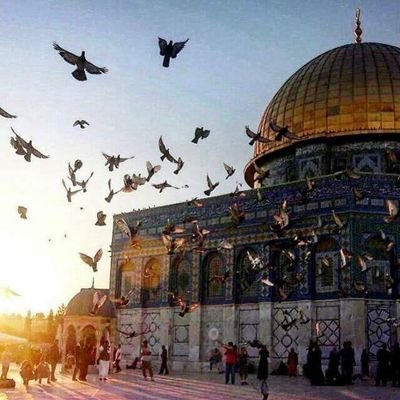 EsraaHussein245's profile picture. 