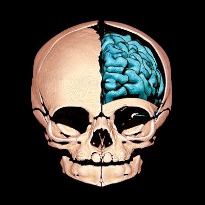Biomedical 3D artist. PhD in Developmental Genetics. #Anatomy is the Way 🦴🧠🫀 Open to commissions and collaborations 🎥🎨