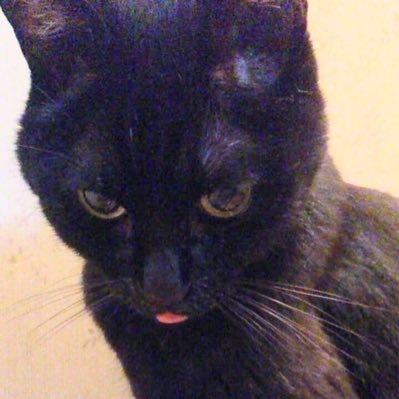 mitch_of_soul's profile picture. ブラック企業と腹を割って話す人 。映画好き。2BRO.とおついちさんと三人称のゲーム実況観るのが好き。タイタニックと冬のソナタが好き。猫が好き。詐欺師、失礼な人間に興味なし。