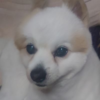新しくアカウントを作り直しました。フォローお願いします。
ハンドルの絶句。は、新井素子さんの作品から頂きました。
平成6年に事故で義足になり。運動不足解消に写真撮影を趣味にしました。
ユニバの中でモデル撮影して楽しんでます。
令和5年3月に膠原病を発症してしまい自宅治療中